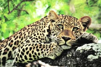 Vasai Fort Leopard Trapped : वसई किले में आख़िरकार ‘कैद’ हुआ तेंदुआ, 25 दिनों से लोगों की नींद कर दी थी हराम