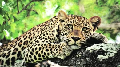 Vasai Fort Leopard Trapped : वसई किले में आख़िरकार ‘कैद’ हुआ तेंदुआ, 25 दिनों से लोगों की नींद कर दी थी हराम