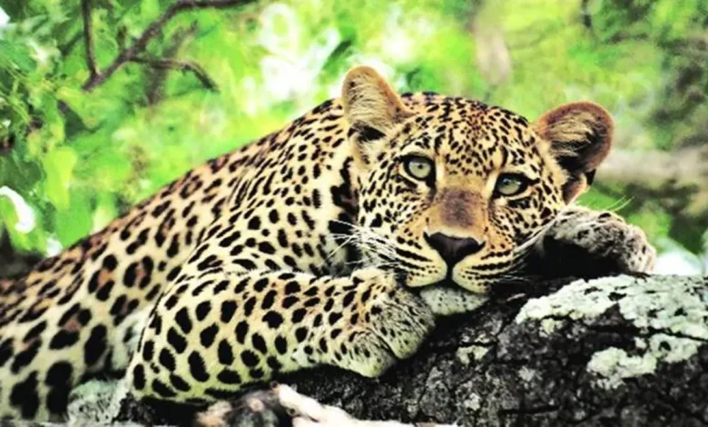 Vasai Fort Leopard Trapped : वसई किले में आख़िरकार ‘कैद’ हुआ तेंदुआ, 25 दिनों से लोगों की नींद कर दी थी हराम