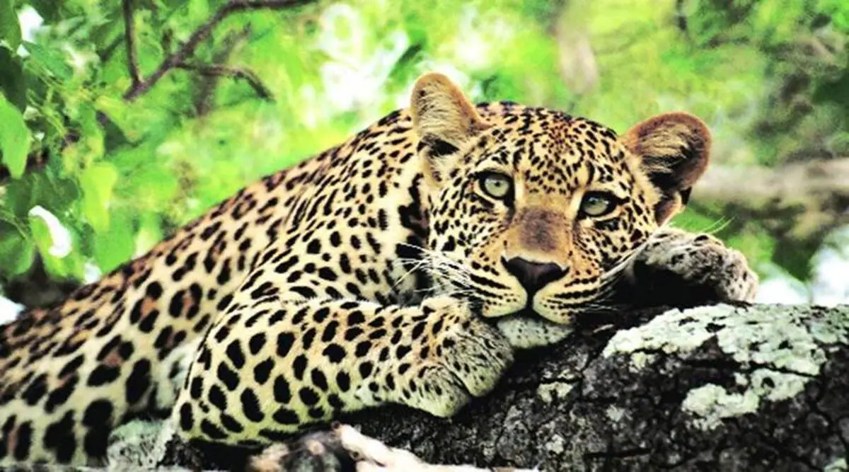 Vasai Fort Leopard Trapped : वसई किले में आख़िरकार ‘कैद’ हुआ तेंदुआ, 25 दिनों से लोगों की नींद कर दी थी हराम