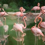 Flamingo Found Dead at Ghatkopar