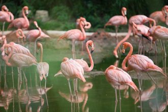 Flamingo Found Dead At Ghatkopar