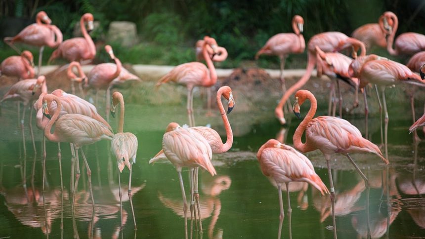 Flamingo Found Dead At Ghatkopar