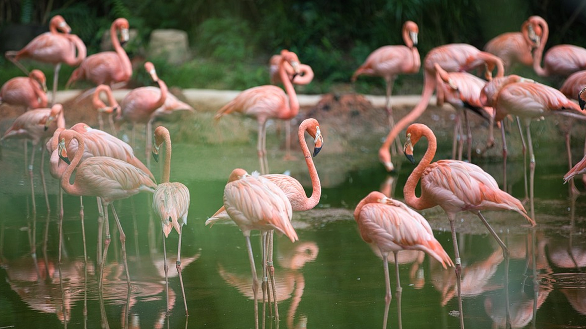 Flamingo Found Dead at Ghatkopar