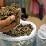 Ganja Seized