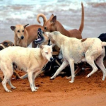 Vasai-Virar में आवारा कुत्तों का आतंक: 72 हजार लोग बने शिकार