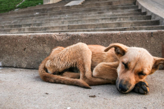 Dogs Mumbai