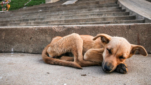 Dogs Mumbai