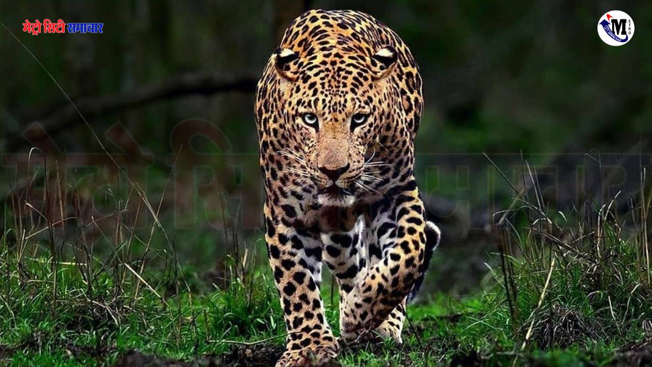 Leopard terror in Palghar