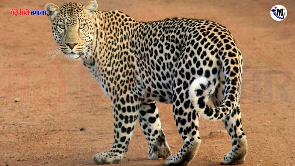 Leopard Attack Palghar