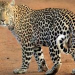 Leopard Attack Palghar