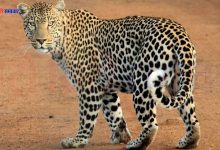 Leopard Attack Palghar