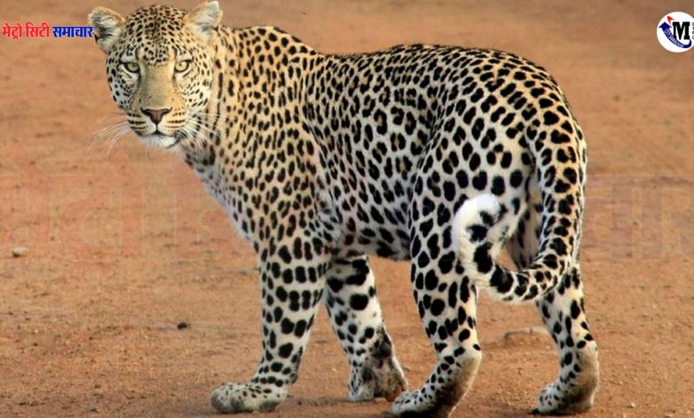 Leopard Attack Palghar: पालघर में तेंदुए का आतंक, पेड़ कटाई और जंगल नष्ट होने के बाद गांवों पर हमले तेज, 3 लोग गंभीर रूप से घायल, 1 Leopard Attack Palghar