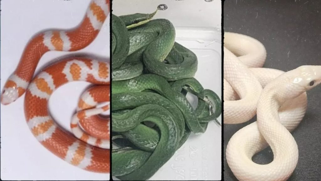 130614-snakes