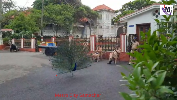 मुंबई स्थित राजभवन में एक मोर और हरे पेड़ों का दृश्य