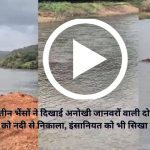 राजापुर में तीन भैंसों ने गाय को बचाया