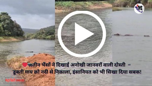 राजापुर में तीन भैंसों ने गाय को बचाया