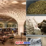 मुंबई एयरपोर्ट कस्टम्स ड्रग्स गिरफ्तारी, हाइड्रोपोनिक गांजा बरामद