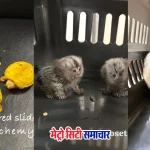 कस्टम कार्रवाई: मुंबई एयरपोर्ट पर दुर्लभ जीवों की तस्करी रोकी गई