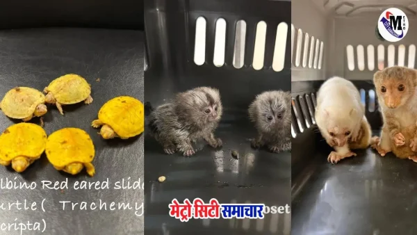 कस्टम कार्रवाई: मुंबई एयरपोर्ट पर दुर्लभ जीवों की तस्करी रोकी गई