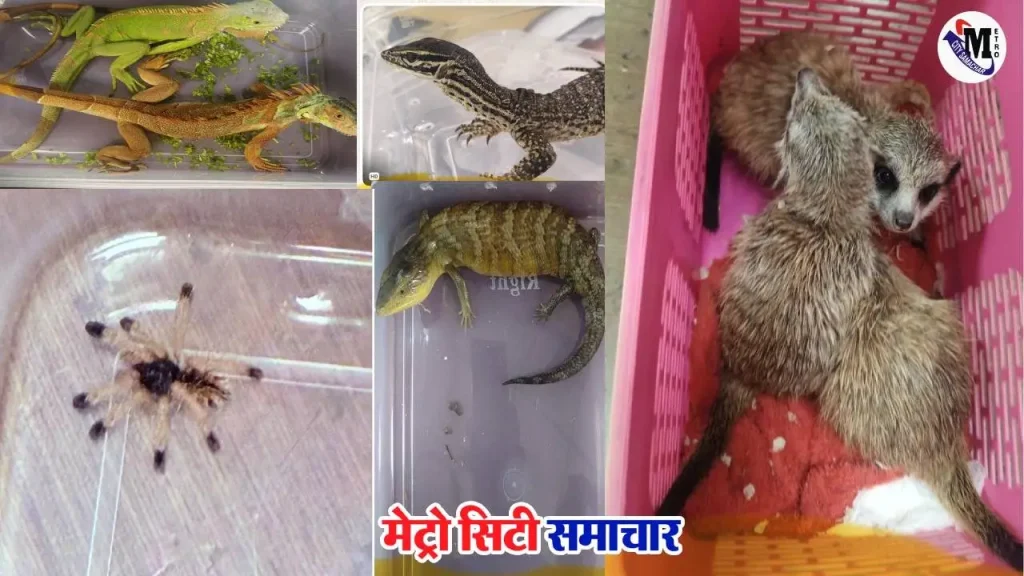 मुंबई एयरपोर्ट पर कस्टम्स की कार्रवाई में ड्रग्स और वन्यजीव बरामद