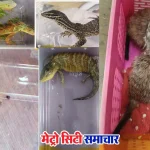 मुंबई एयरपोर्ट पर कस्टम्स की कार्रवाई में ड्रग्स और वन्यजीव बरामद