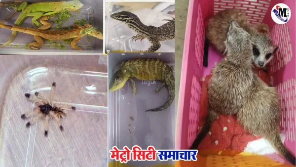 मुंबई एयरपोर्ट पर कस्टम्स की कार्रवाई में ड्रग्स और वन्यजीव बरामद