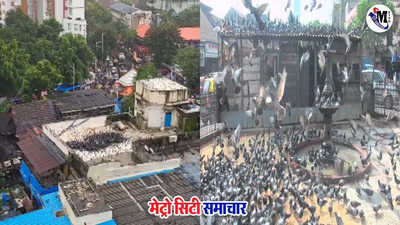 बॉम्बे हाईकोर्ट ने कबूतरों को दाना डालने पर प्रतिबंध बरकरार