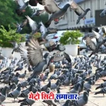 मुंबई फोर्ट कबूतरखाना केस चेतन ठक्कर FIR