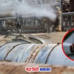 पालघर बोइसर एमआईडीसी में गैस रिसाव