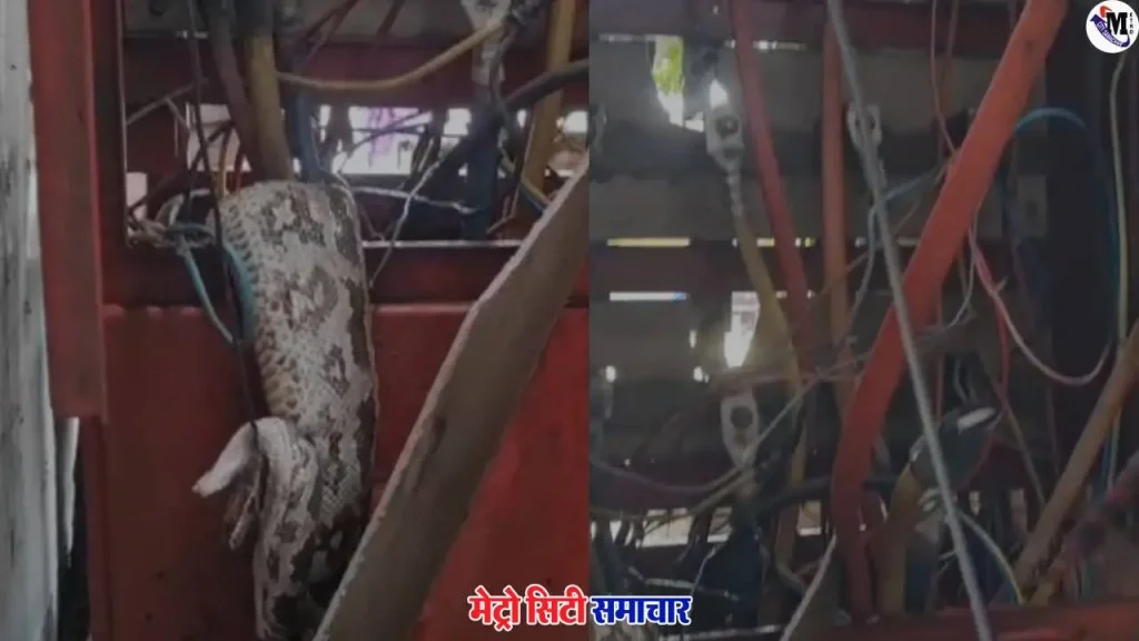 मुंबई पवई आईआईटी मार्केट बिजली बॉक्स से मिला अजगर
