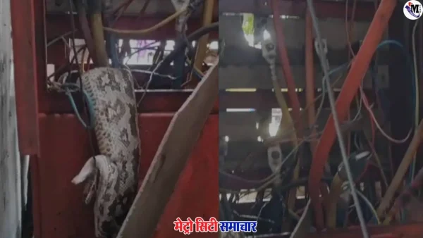 मुंबई पवई आईआईटी मार्केट बिजली बॉक्स से मिला अजगर