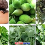 पालघर में आदिवासी समाज का रानभाजी महोत्सव