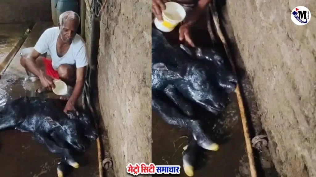 कोल्हापुर बानगे गाँव में दो मुहे बछड़े का जन्म