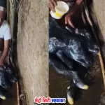 कोल्हापुर बानगे गाँव में दो मुहे बछड़े का जन्म