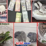 CSMI एयरपोर्ट पर हाइड्रोपोनिक वीड और वन्यजीव जब्ती