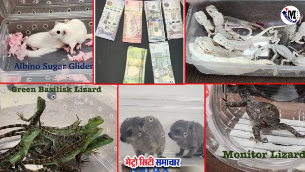 CSMI एयरपोर्ट पर हाइड्रोपोनिक वीड और वन्यजीव जब्ती