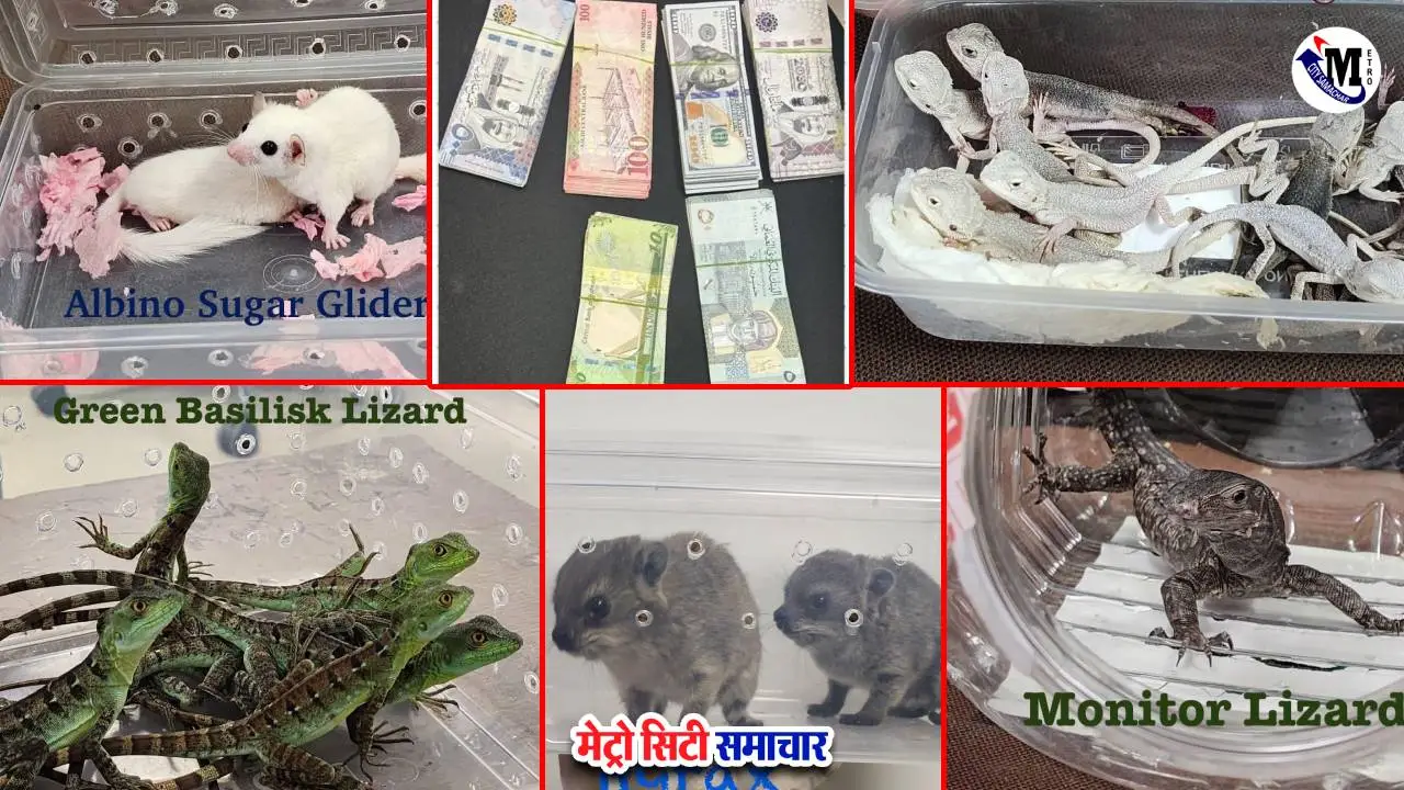 CSMI एयरपोर्ट पर हाइड्रोपोनिक वीड और वन्यजीव जब्ती