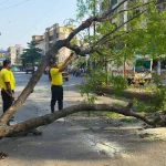 नालासोपारा में रिक्षा पर गिरा पेड़, यात्री सुरक्षित