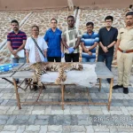 Leopard Bittu Death Sanjay Gandhi National Park