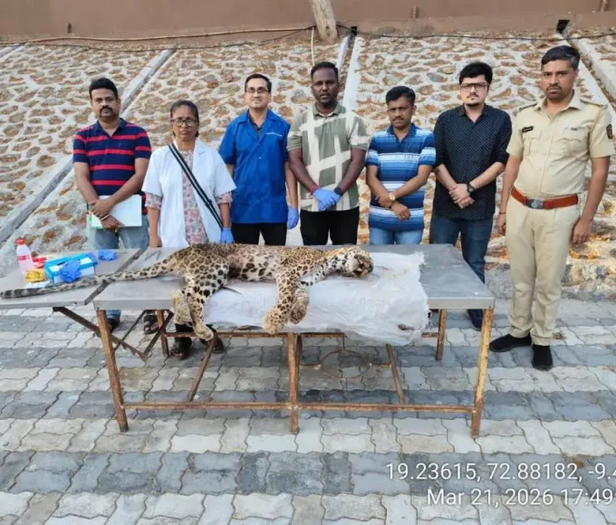 Leopard Bittu Death Sanjay Gandhi National Park