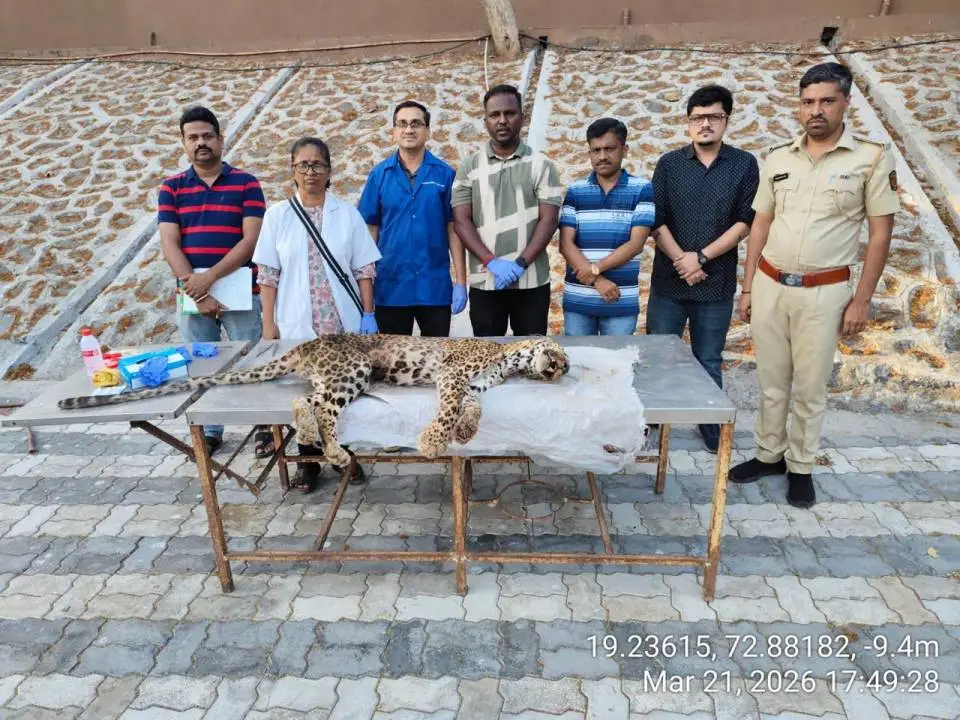 Leopard Bittu Death Sanjay Gandhi National Park