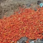 जालना में किसान द्वारा सड़क पर फेंके गए टमाटर, दाम गिरने से विरोध