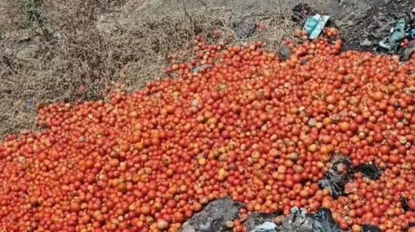 जालना में किसान द्वारा सड़क पर फेंके गए टमाटर, दाम गिरने से विरोध