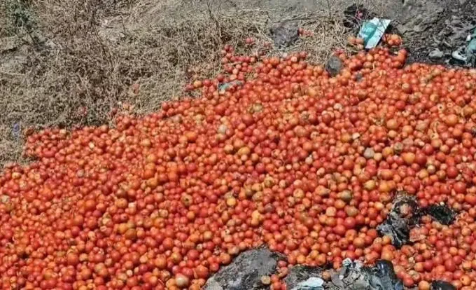 जालना में किसान द्वारा सड़क पर फेंके गए टमाटर, दाम गिरने से विरोध