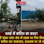 वसई पूर्व के राजीवली डांबर प्लांट इलाके में लगातार बारिश के कारण सड़क पर गिरा विशाल पेड़।