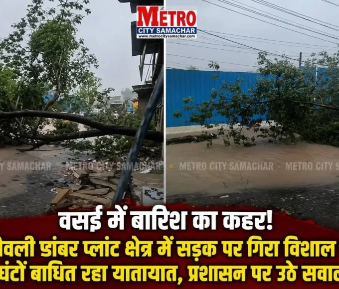 वसई पूर्व के राजीवली डांबर प्लांट इलाके में लगातार बारिश के कारण सड़क पर गिरा विशाल पेड़।