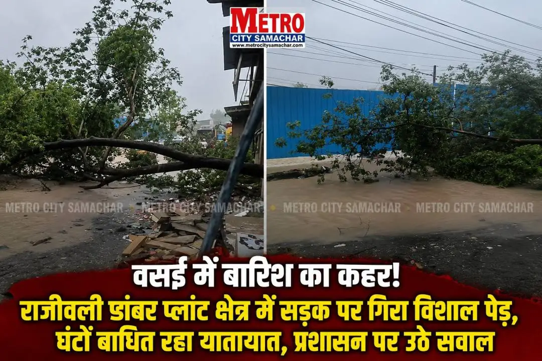 वसई पूर्व के राजीवली डांबर प्लांट इलाके में लगातार बारिश के कारण सड़क पर गिरा विशाल पेड़।